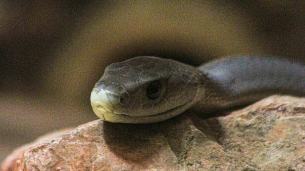Black Mamba