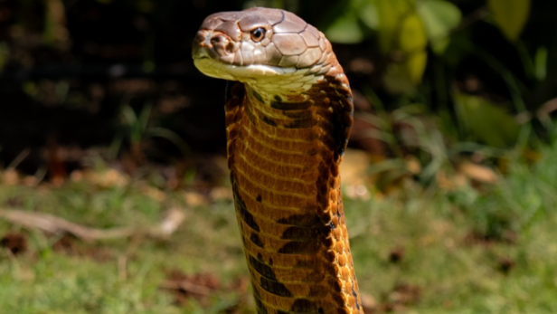 King Cobra | Instagram - @vantara