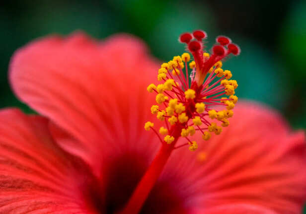 Hibiscus flowers with coconut oil and almond oil