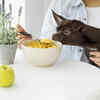 Understanding Nutritional Needs of Dogs and Cats
