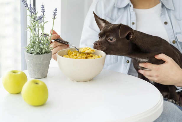 Understanding Nutritional Needs of Dogs and Cats