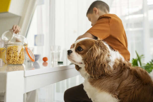 Portion Control and Feeding Schedule