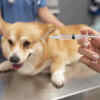 Health Risks Associated with Pet Obesity