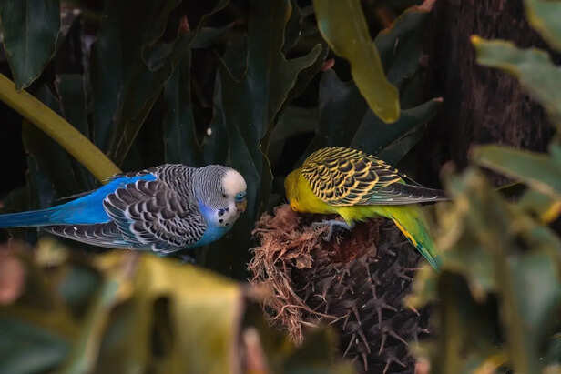 Colorful budgie and cockatiel sitting together indoors