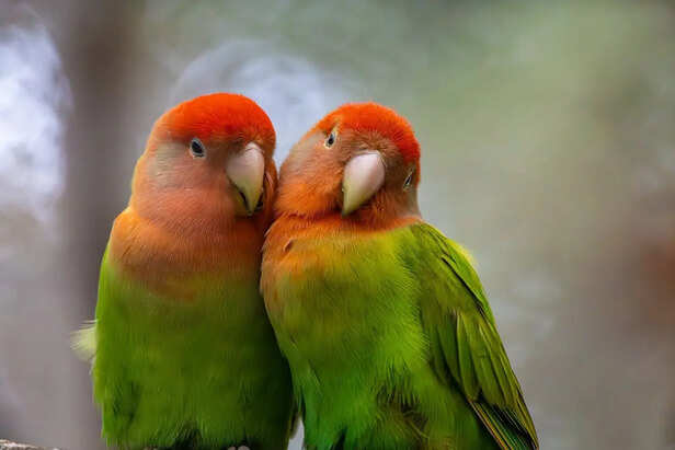 Pair of colorful lovebirds sitting closely together