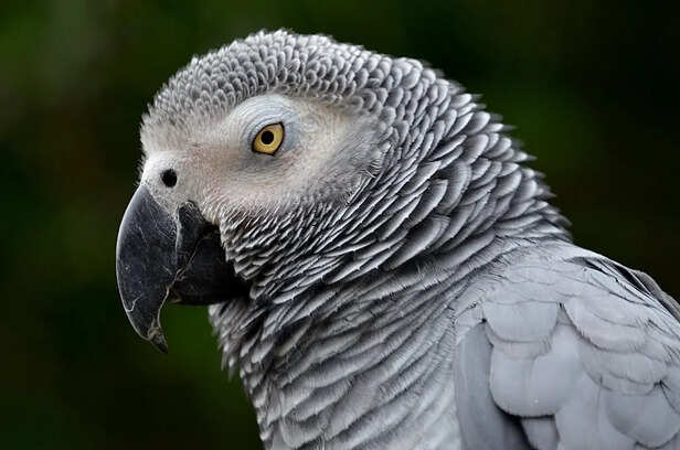 African Grey Parrot observing surroundings carefully