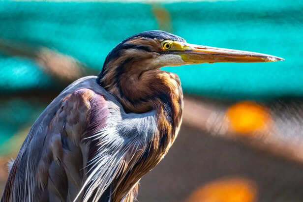 Purple Heron