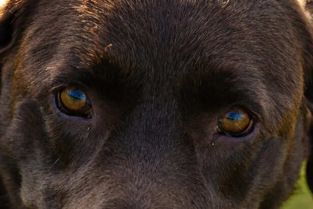 Hard Staring Without Breaking Eye Contact