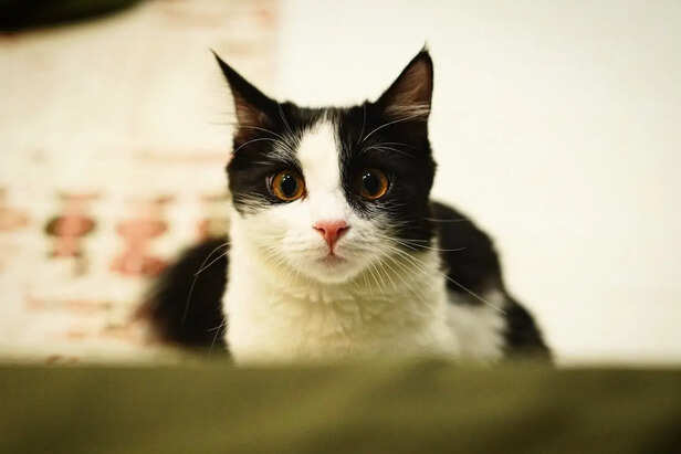 The “Unblinking Stare” as a Sign of Curiosity