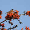 Brahminy Myna Palash
