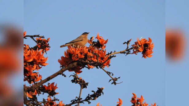 Brahminy Myna Palash