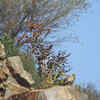 Egyptian vulture and Palash rocks