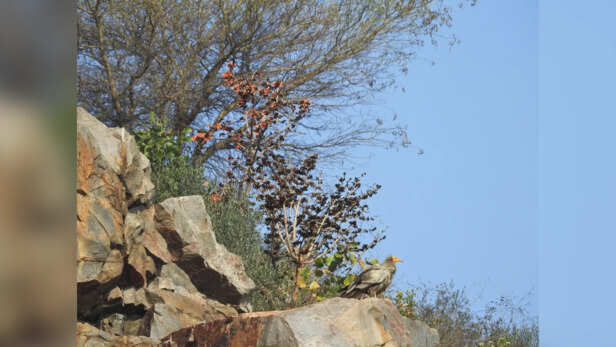 Egyptian vulture and Palash rocks