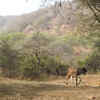 A Cow and Palash
