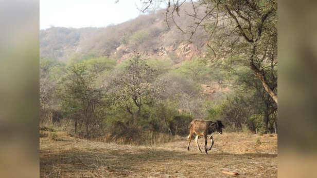 A Cow and Palash