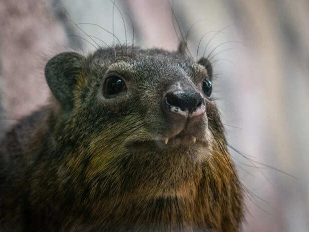 The Secret Behind The Quokka’s Famous Expression