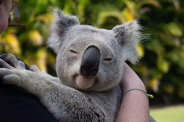 Koala Holding A Tree Branch