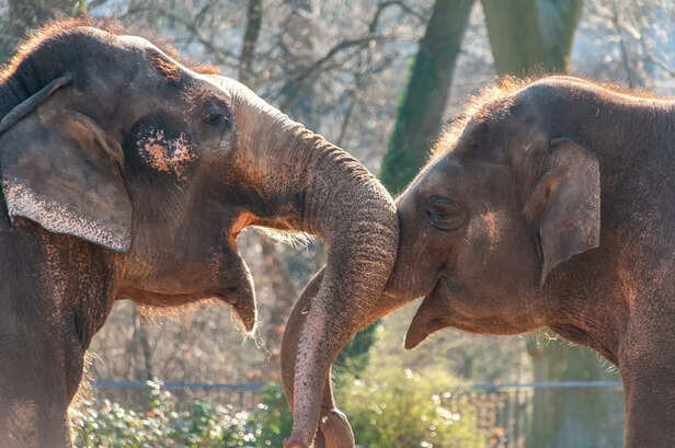 Massive Elephant Walking In Grassland