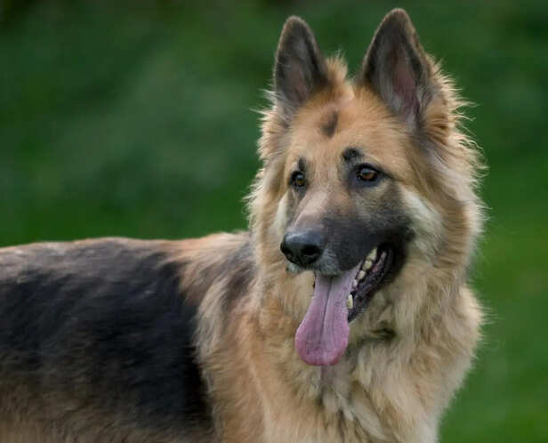 German Shepherd