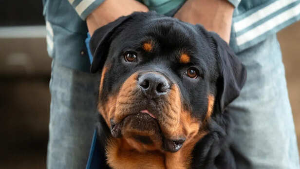 Rottweiler