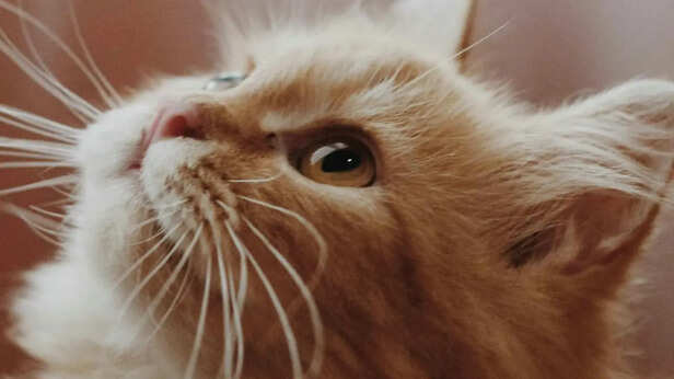 Fluffy ginger cat gazing upwards