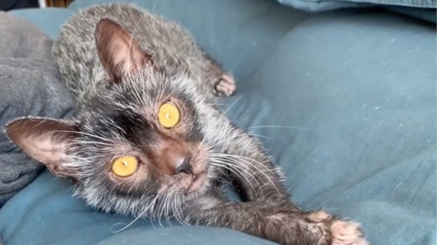 Lykoi | Instagram - @werewolf_lykoi