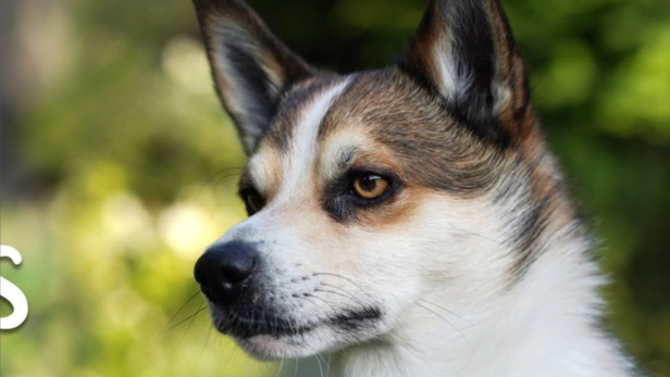 Norwegian Lundehund | Instagram - @talyns_tale