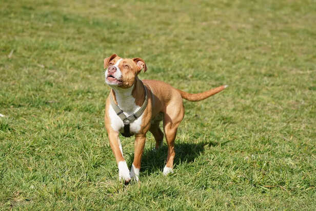 White pit bull terrier