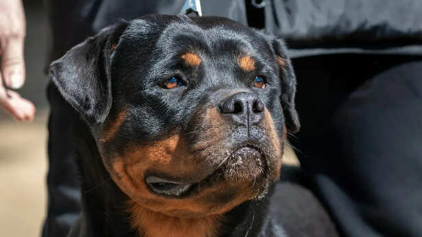 Rottweiler