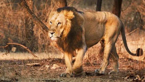 एशियाई शेर