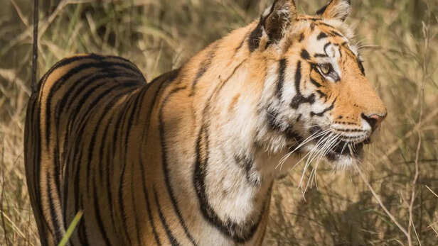 दुनिया के 70 फीसदी बाघ भारत में