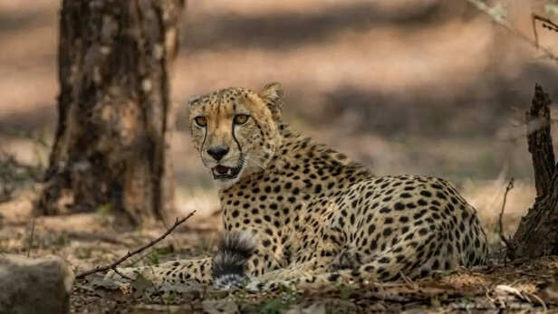 KP-2 Cheetah