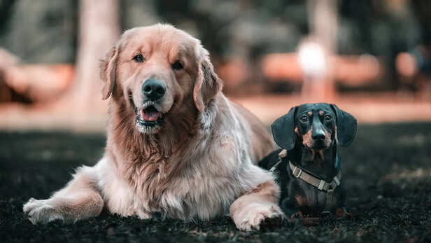 Pack of Street Dogs Barking Together