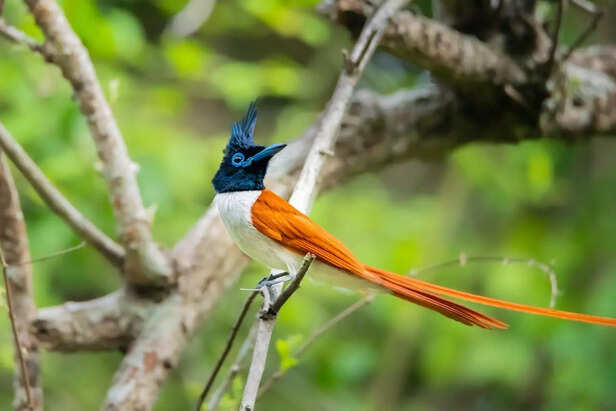Asian Paradise Flycatcher in Forest