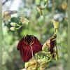 Balam Kheera - Flowering