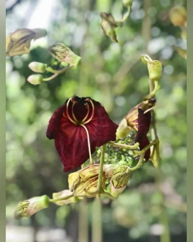 Balam Kheera - Flowering
