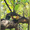 Kamandal Tree- Flowering