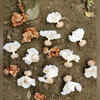 Baobab Flower