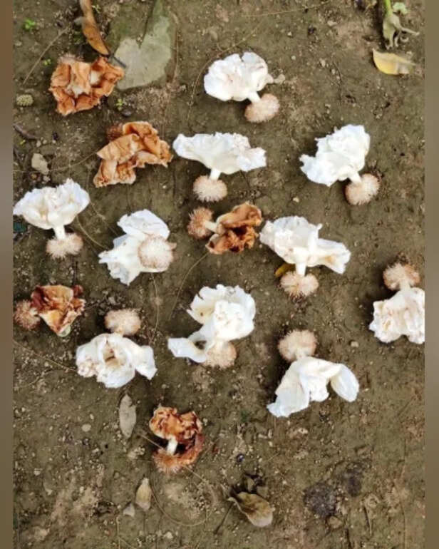 Baobab Flower