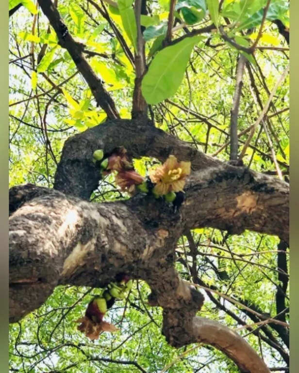 Kamandal Tree- Flowering