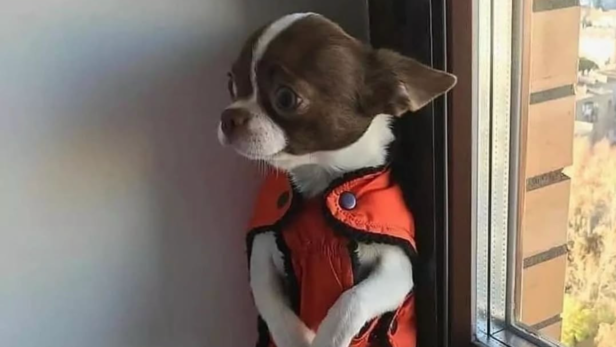 Chihuahua | Instagram - @chihuahuastagrams