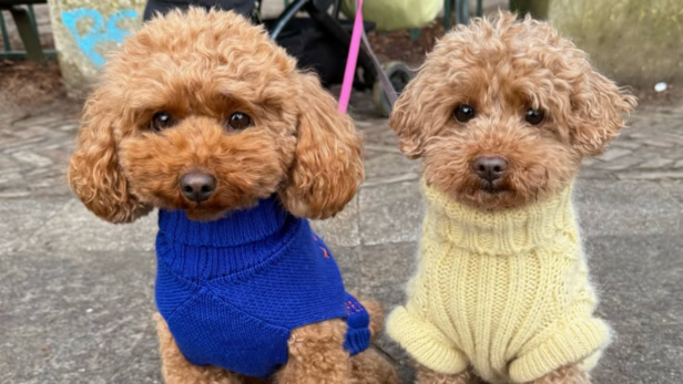 Toy Poodle | Instagram - @poodletoyromeo