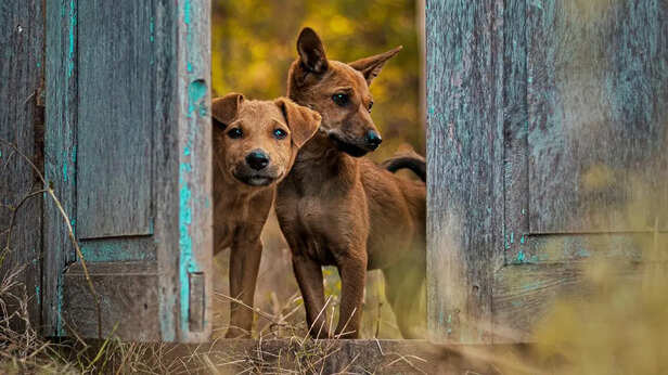 Dogs That Become Restless Before Earthquakes