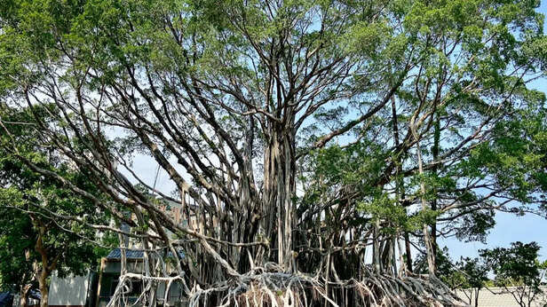 Expansive banyan tree