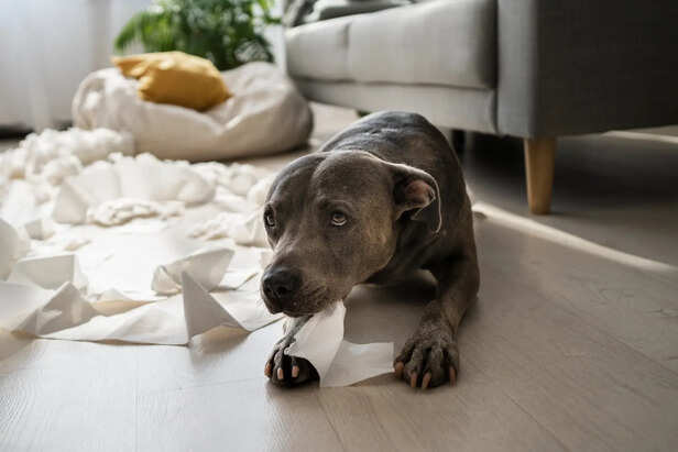 Sad puppy reacting to harsh scolding