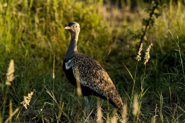 Great Indian Bustard walking through desert grassland