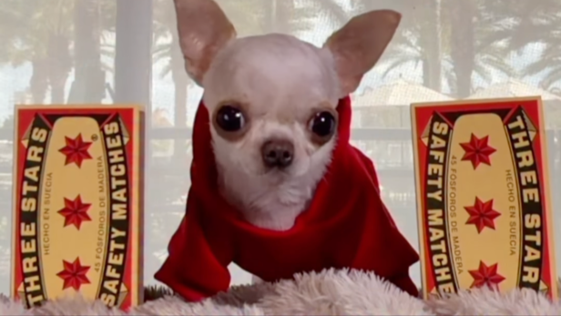 The Smallest Dog in the World | Instagram - @pearlworldsmallestdog