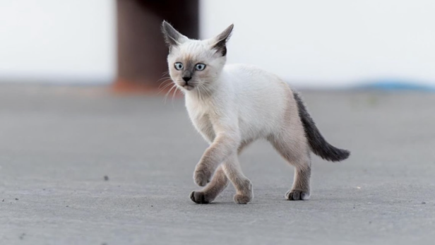 Siamese Cat | Instagram - @siamesecatsofinstagram