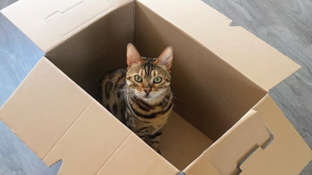 Bengal Cat | Instagram - @bengalcat_bear