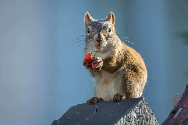 Rat And Squirrel Chewing Behavior Comparison